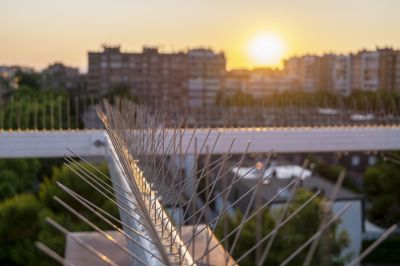 Humane Bird And Bat Deterrent Methods For Large Buildings