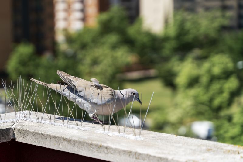 Humane Bird And Bat Deterrent Methods For Large Buildings
