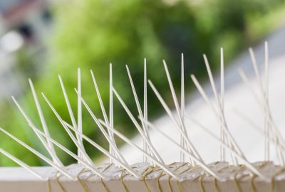Humane Bird And Bat Deterrent Methods For Large Buildings