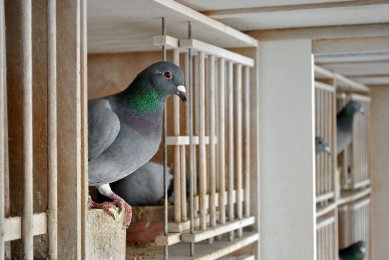 Pigeon Control
