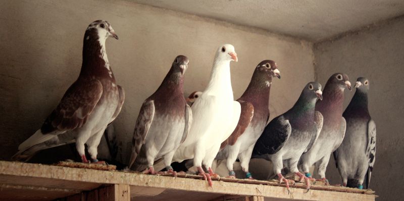 Pigeon Control
