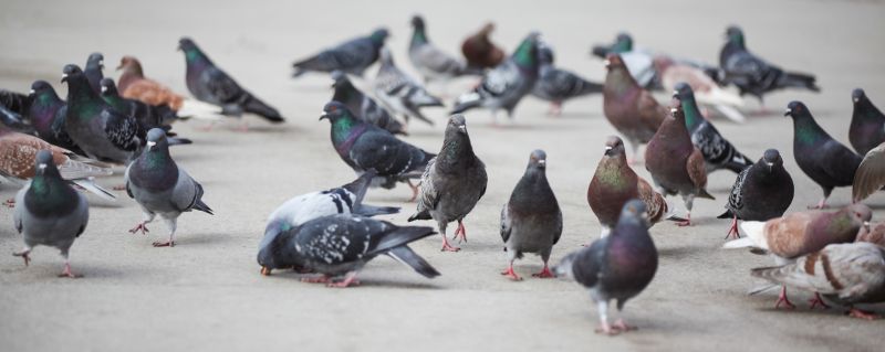 Pigeon Control