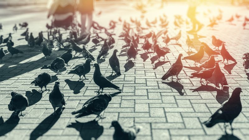 Population Monitoring