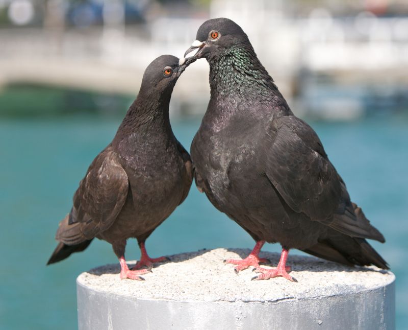 Seasonal Pigeon Activity