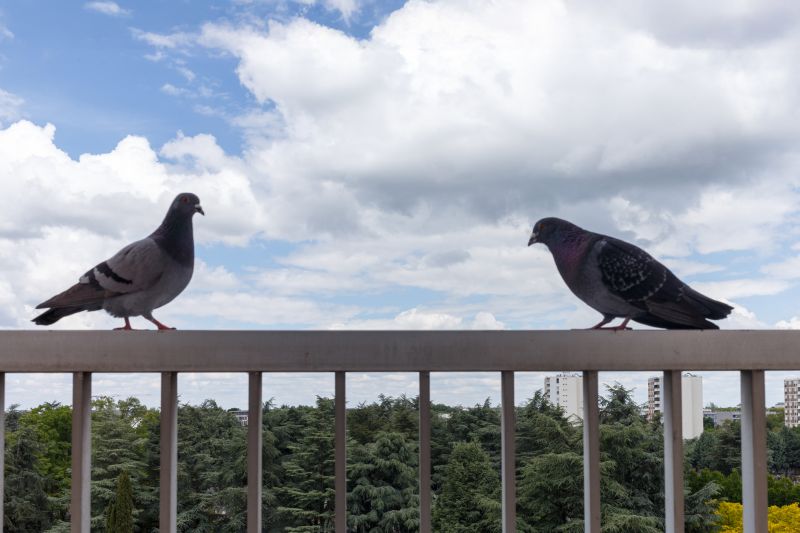 Urban Pigeon Habitats