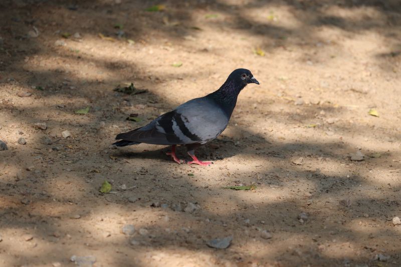 Urban Pigeon Management