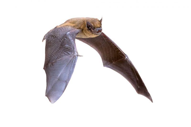 Signs Your Property Needs Bird Or Bat Pest Control Services