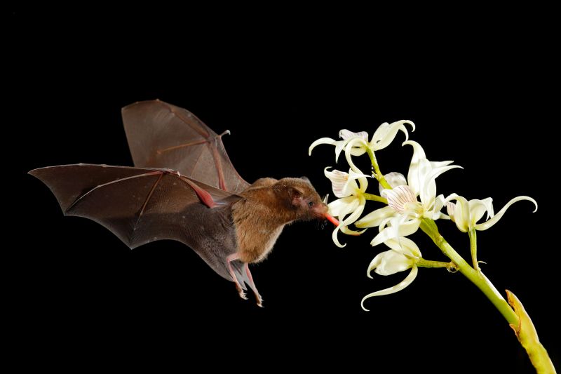 Signs Your Property Needs Bird Or Bat Pest Control Services