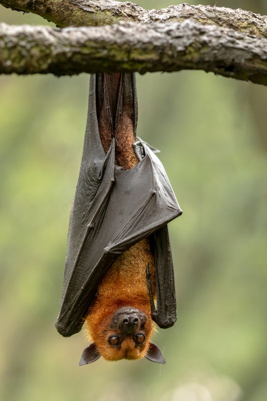 Signs Your Property Needs Bird Or Bat Pest Control Services