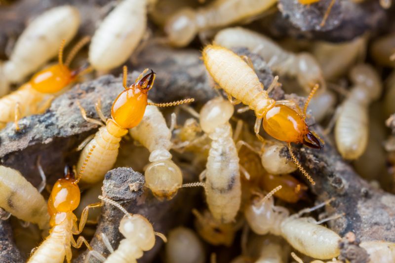 Termite Tenting in Toledo, OH
