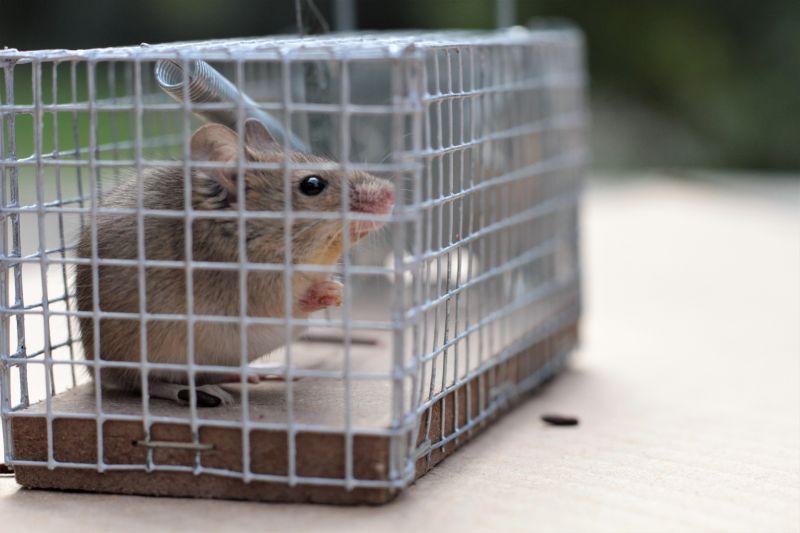 Humane Trapping and Removal