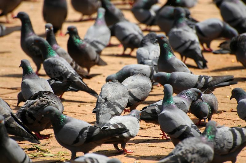 Wildlife Control Agencies