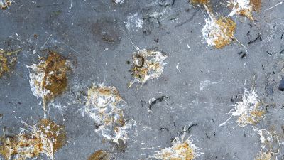 Pigeons Leave Droppings!